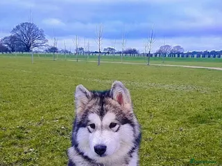 Alaskan Malamute dogs 21 month old female Alaskan Malamute - Advert 1