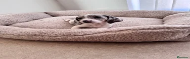 Miniature Dachshund 4