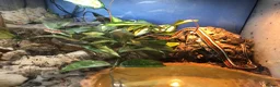 Python Snake reptiles for sale: Snakes for rehoming  - Advert 10