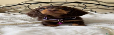 Miniature Dachshund Puppy 1