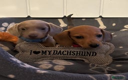 Miniature Dachshund dogs for sale: Beautiful miniature sausage dog puppies - Image 1