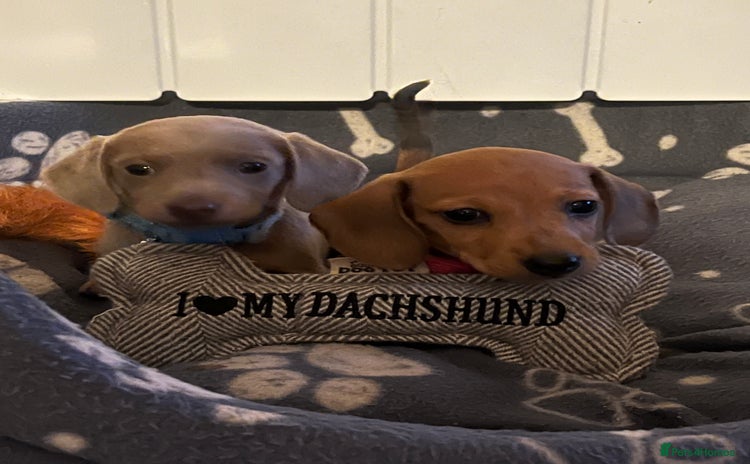 Miniature Dachshund dogs - Advert 6