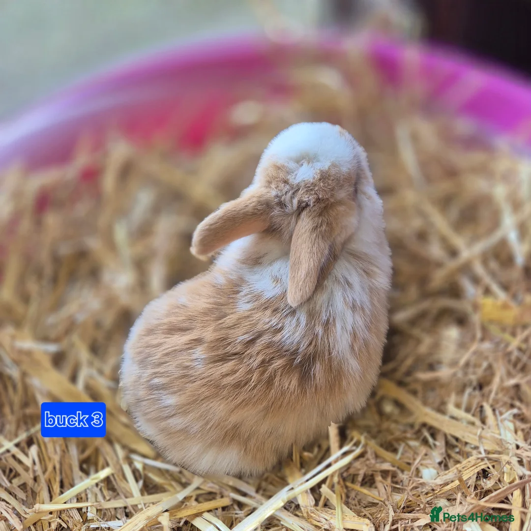 Mini Lop rabbits for sale: Gorgeous mini lop x Rhinelander kits ready April - Advert 7