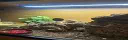 Skink reptiles for sale: Northern Blue Tongue Skink 6 Months Old Male in Wallsend - Advert 24