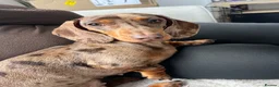Miniature Dachshund dogs for sale: Female miniature daschund for Rehome - Advert 1