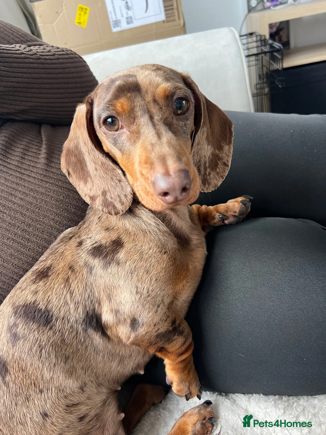 Miniature Dachshund dogs for sale: Female miniature daschund for Rehome - Advert 1