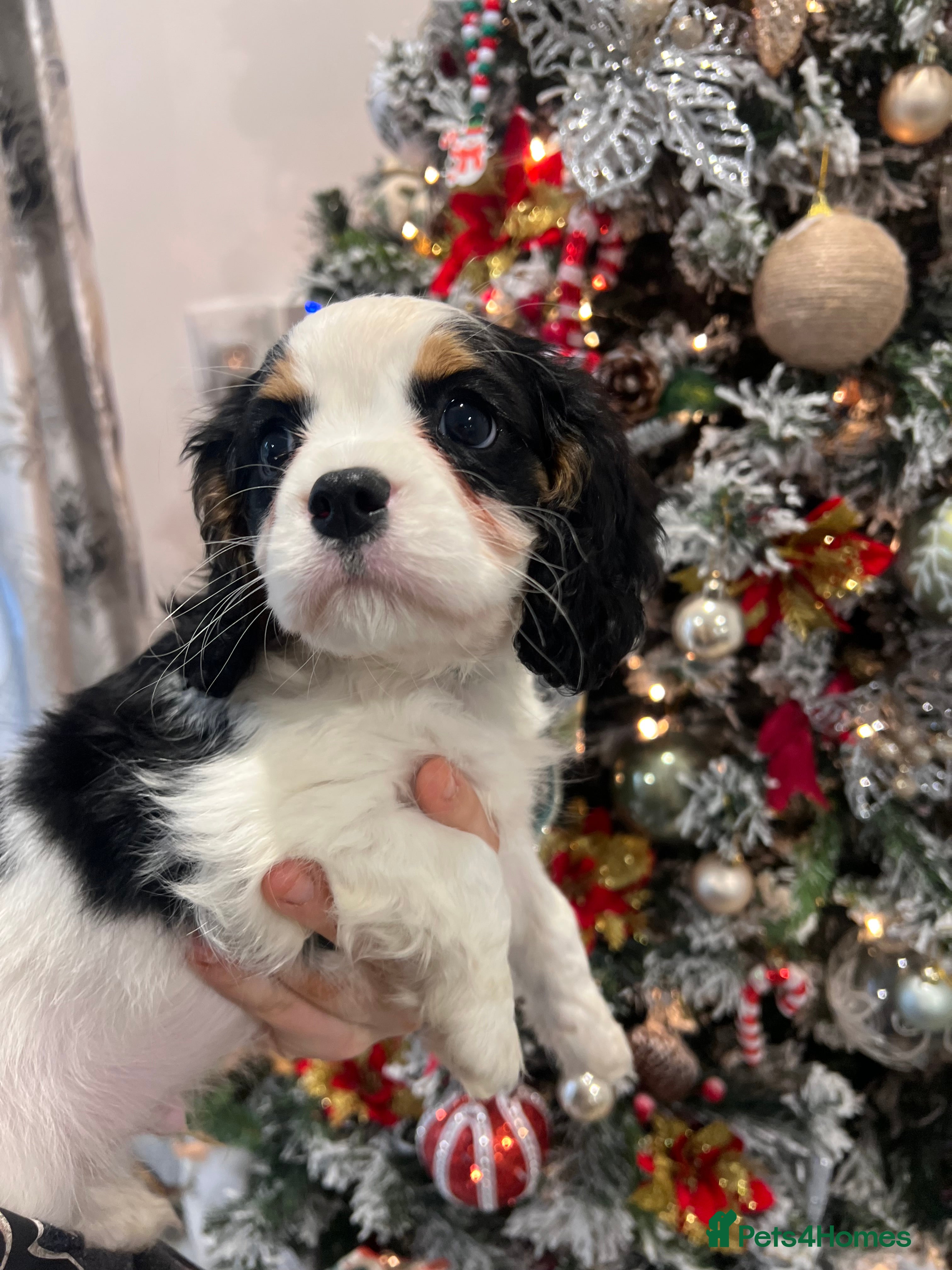 Cavalier King Charles Spaniel dogs Cavalier puppies  - Advert 14