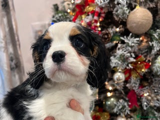 Cavalier King Charles Spaniel dogs Cavalier puppies - Advert 13