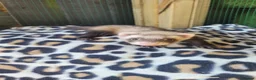 Ferret rodents for sale: 6 beautiful kits ready for new homes in Newport - Advert 9