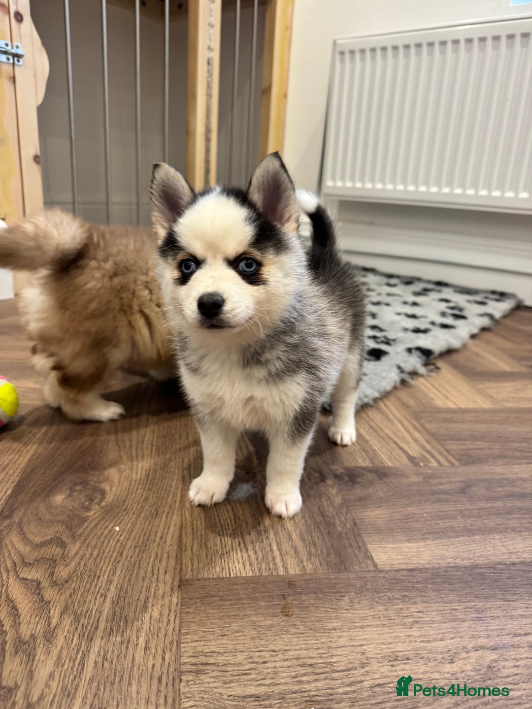 Pomsky dogs for sale: Lilac sired F2 masked Pomsky blue eyes  - Advert 18