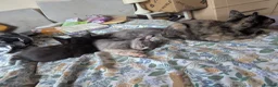 Mixed Breed cats for sale: Our Russian Dolls – Russian Blue × Ragdoll Kittens - Advert 8