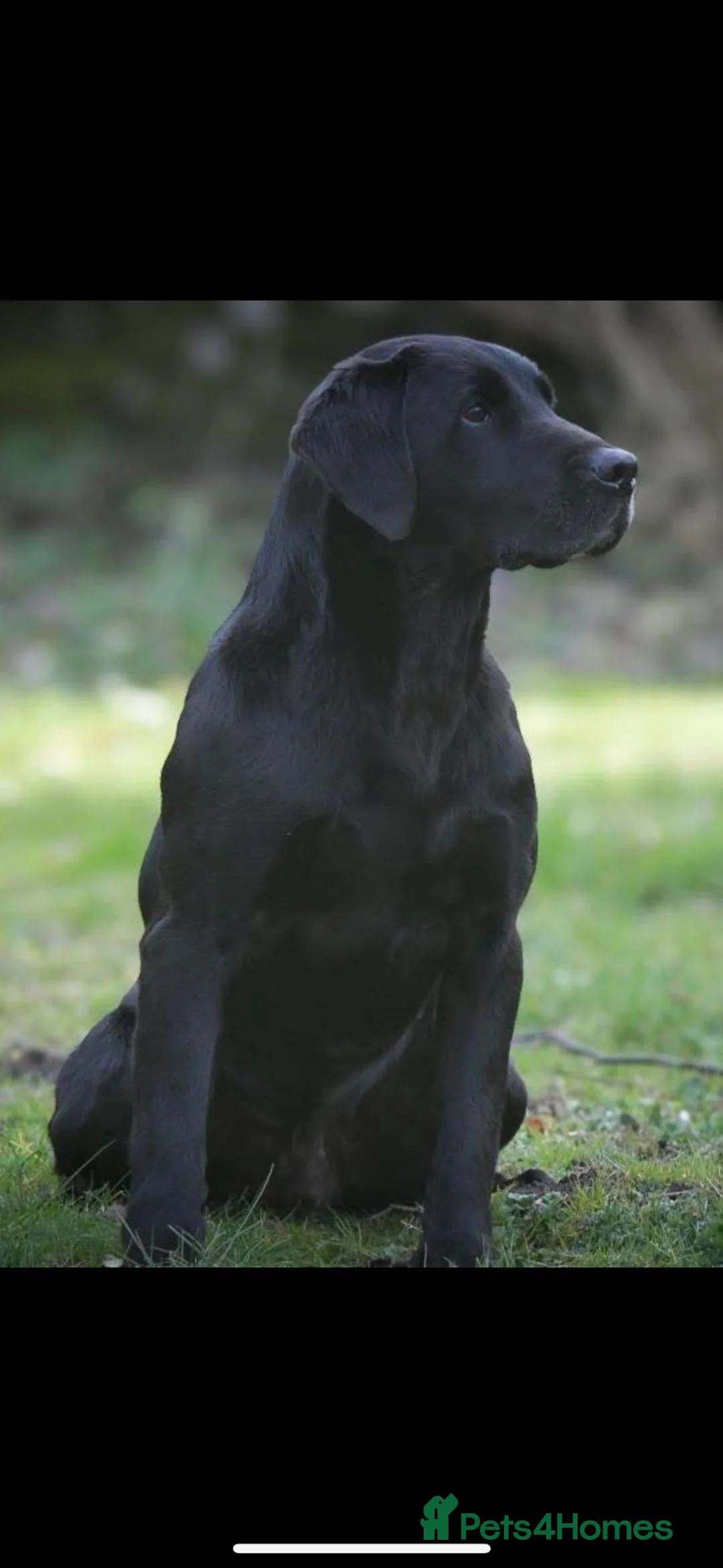 Labrador Retriever dogs for sale: 10 month old Labrador bitch  in York - Advert 5