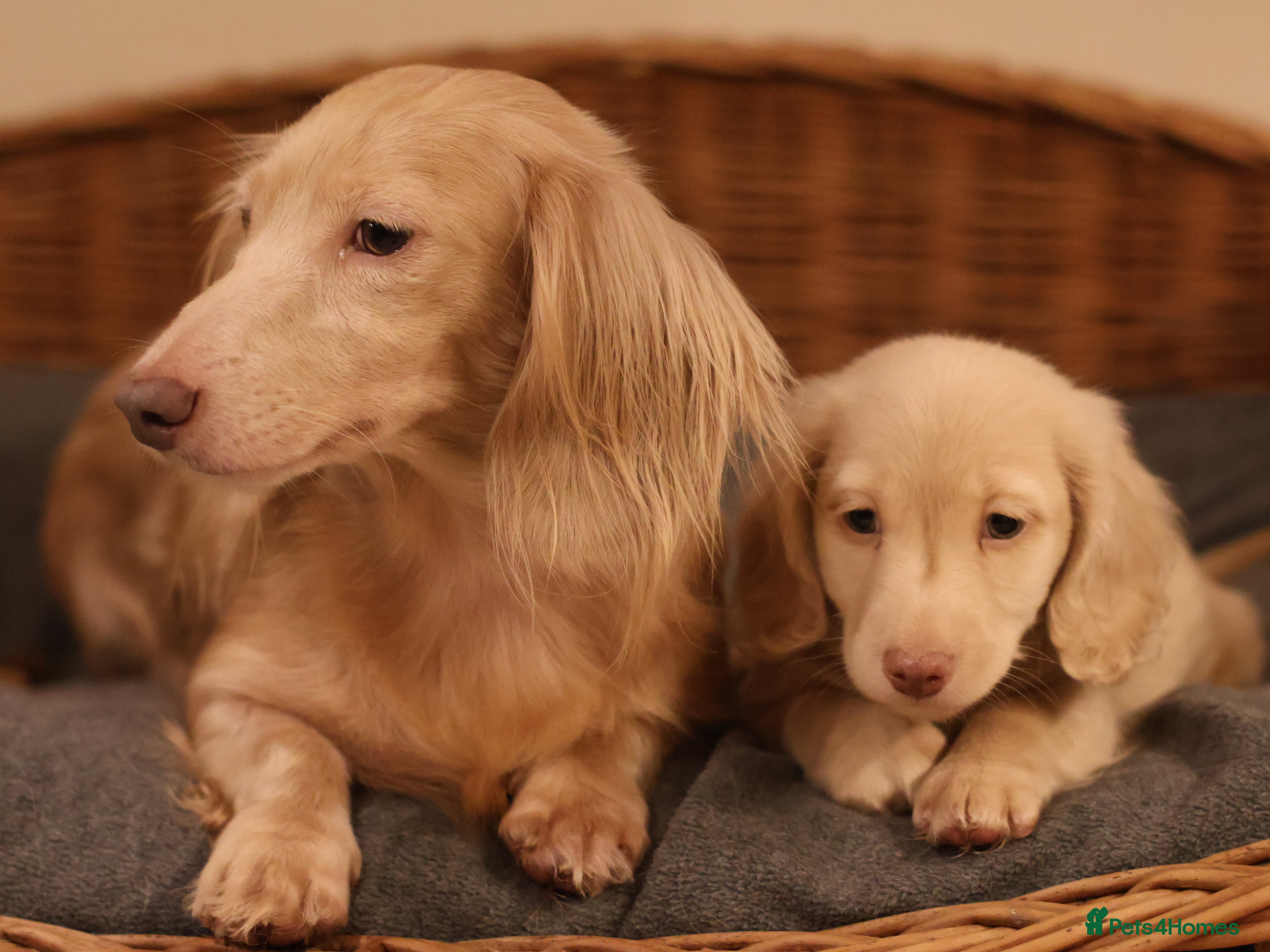 Miniature Dachshund dogs 5*Licensed+CREAMLONGHAIR+KCreg+PRACLEAR+Vetchecked - Advert 9