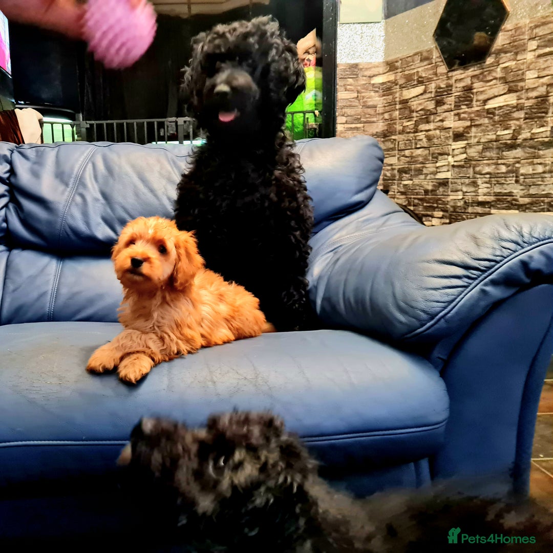 Cockapoo dogs for sale: READY TO LEAVE 4TH OF DECEMBER - Advert 3