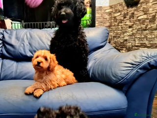 Cockapoo dogs 🐶🐾Tiny F2 cockapoo puppies🐶🐾 - Advert 15