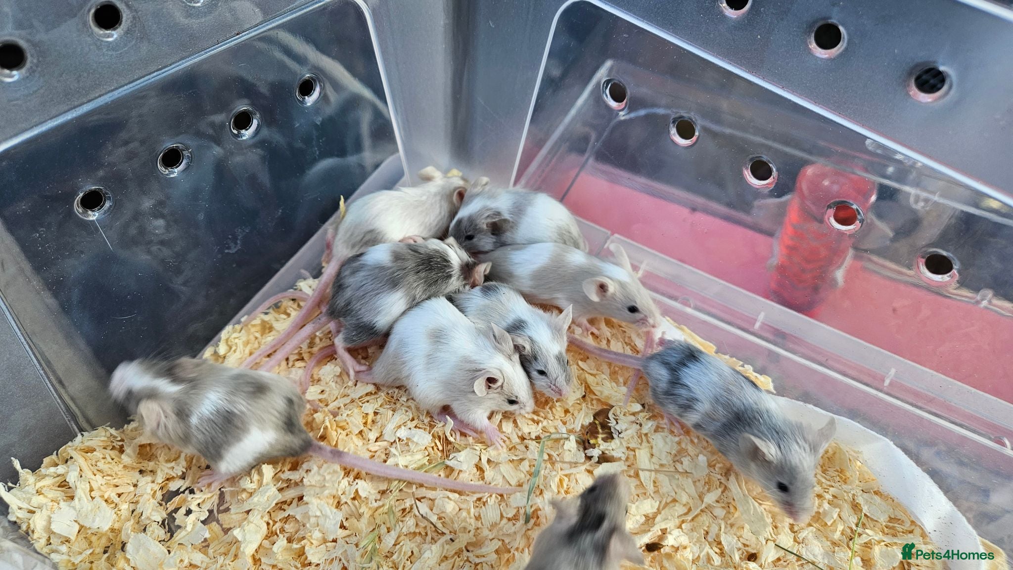 Mouse rodents Mice for sale  - Advert 1