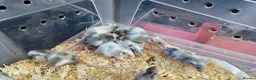 Mouse rodents for sale: Mice for sale  in Lincoln - Advert 1