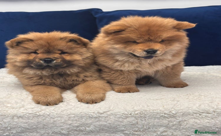 Chow Chow dogs - Advert 4