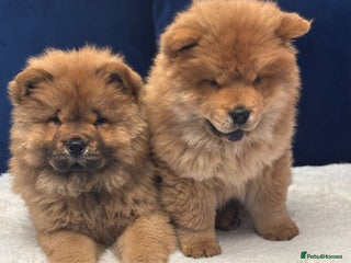 Chow Chow dogs - Advert 3