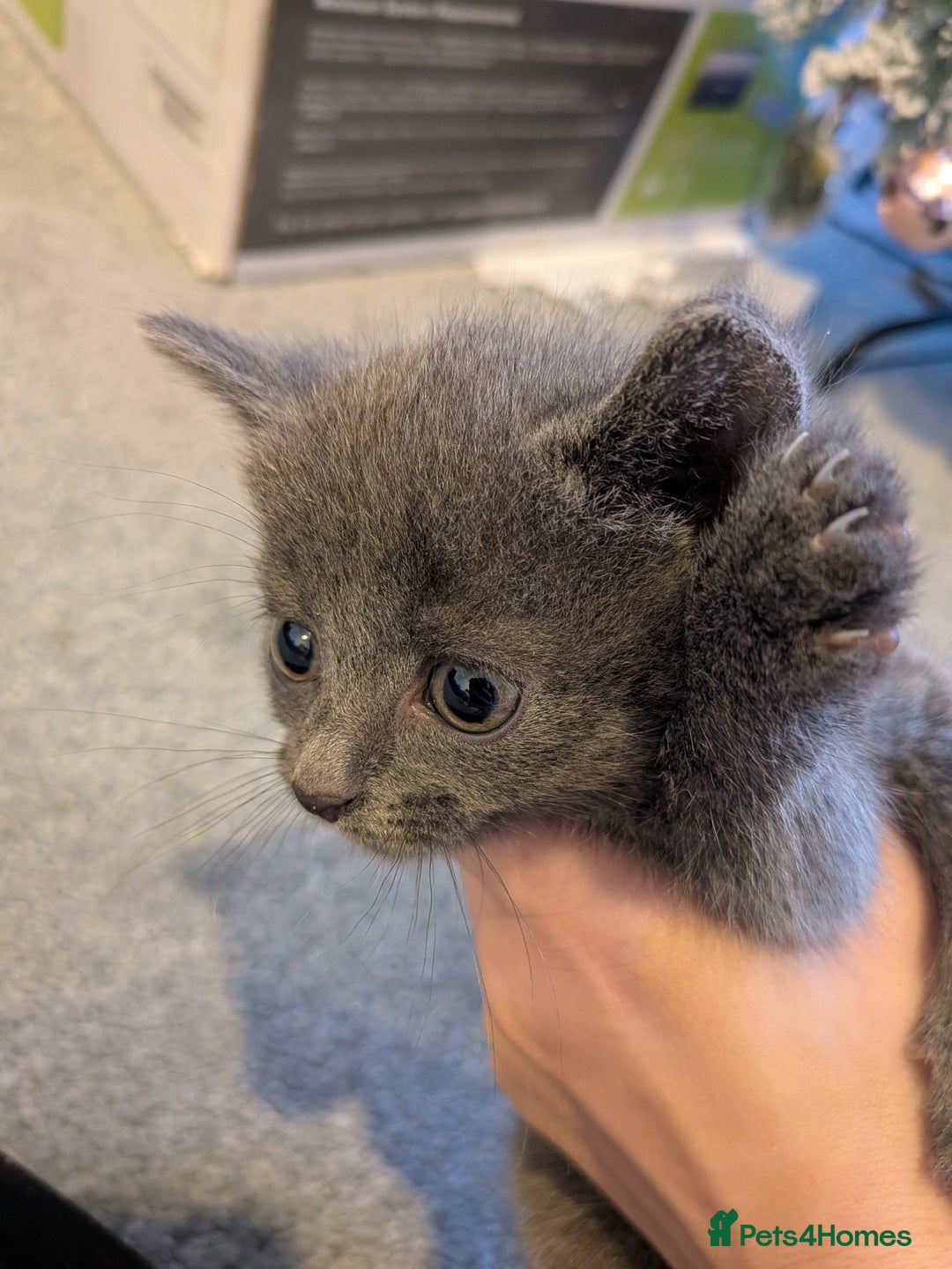 Russian Blue cats for sale: Russian blue male kitten  - Advert 7