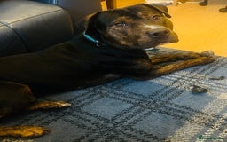 Mixed Breed dogs for sale: Family Dog needs Re-Homing  - Image 3