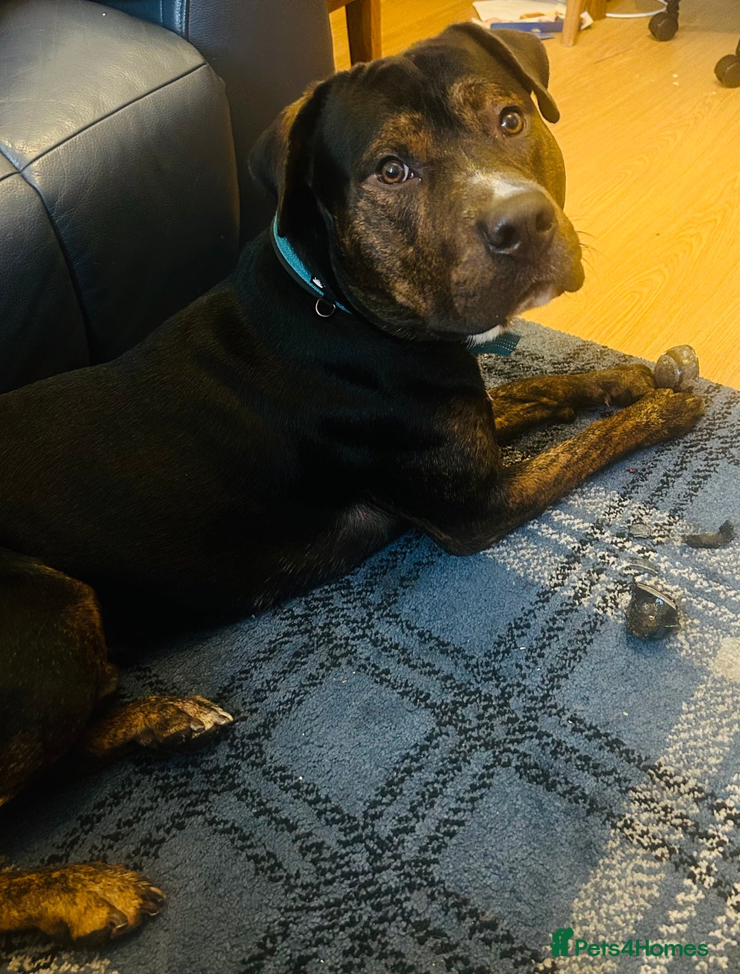 Mixed Breed dogs for sale: Family Dog needs Re-Homing  - Image 3