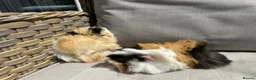 Guinea Pig rodents for sale: 2 very handsome male guinea pigs. - Advert 8