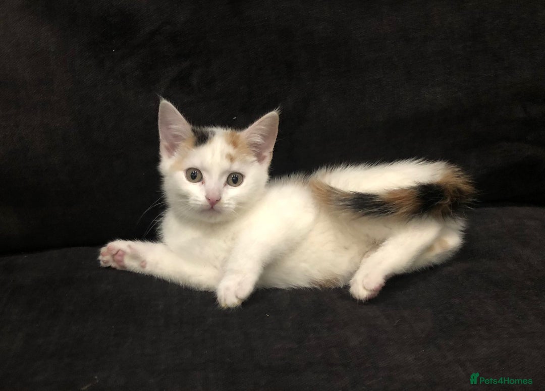 Mixed Breed cats for sale: Ginger and Tortie Kittens 2 available  - Image 16