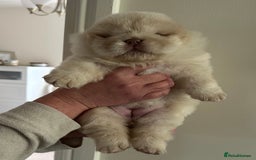 Chow Chow dogs for sale: Outstanding Baby Bears - Image 10