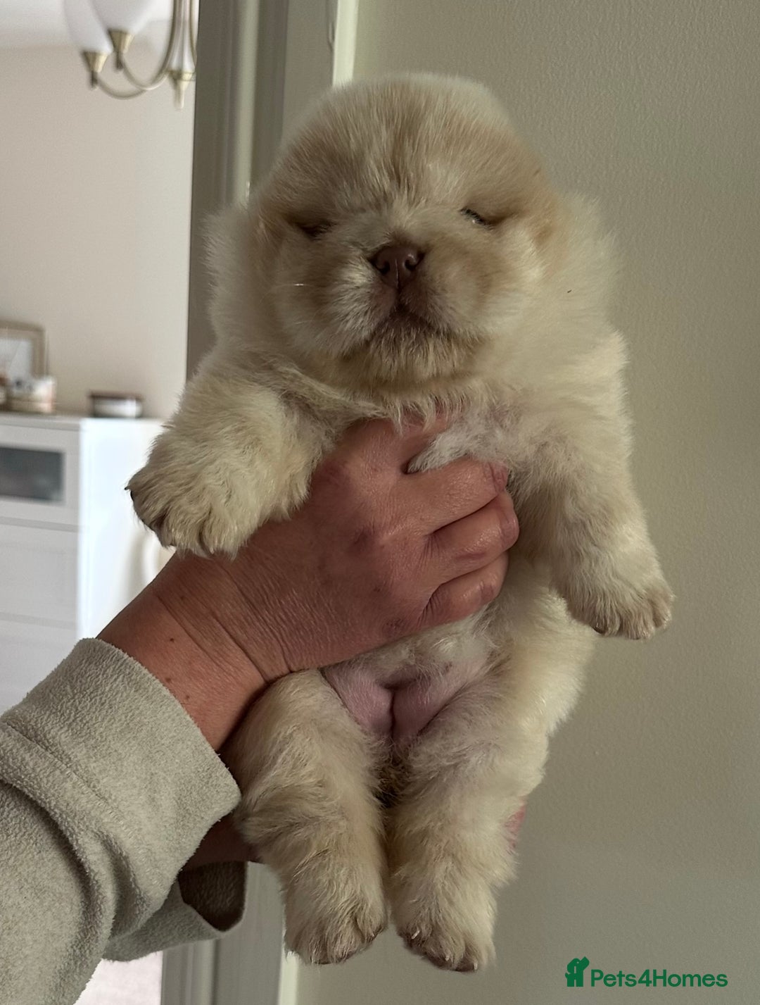 Chow Chow dogs for sale: Outstanding Baby Bears - Image 10