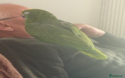 Parrots birds for sale: Yellow crown Amazon Alfie  - Advert 3