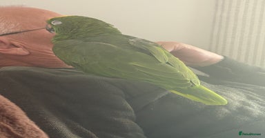 Parrots birds Yellow crown Amazon Alfie  - Advert 11