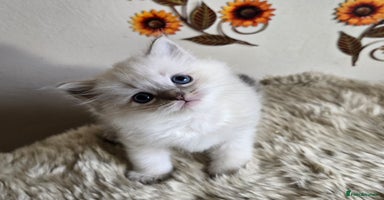 Ragdoll cats - Advert 2