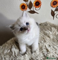 Ragdoll cats - Advert 3