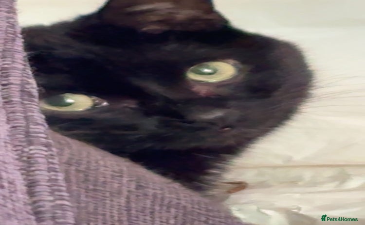 Bombay cats - Advert 1