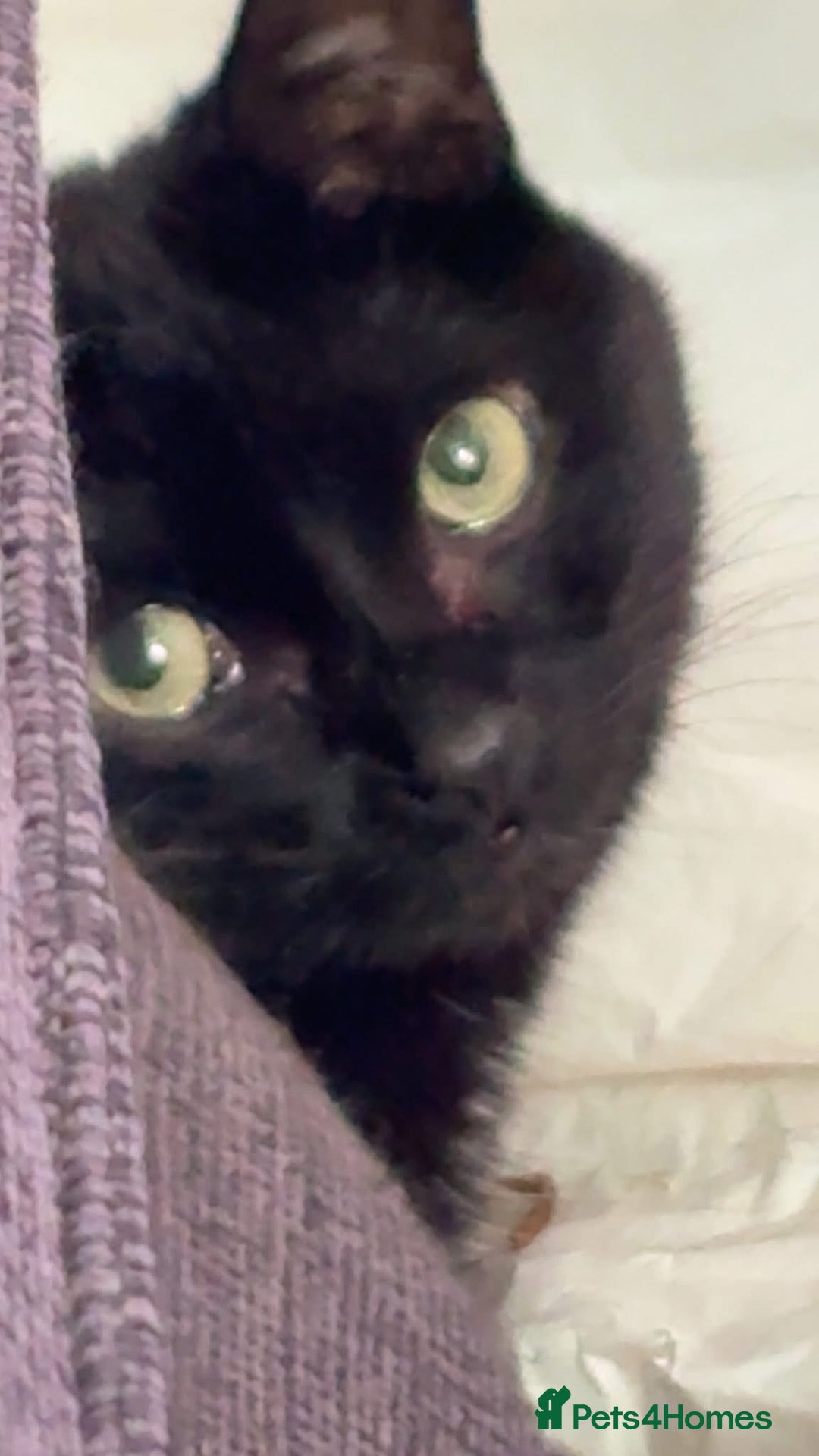 Bombay cats for sale: Cat for rehoming - Image 1