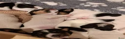 Jack Russell dogs for sale: 7 jack russell puppies for sale  in Basingstoke - Advert 2