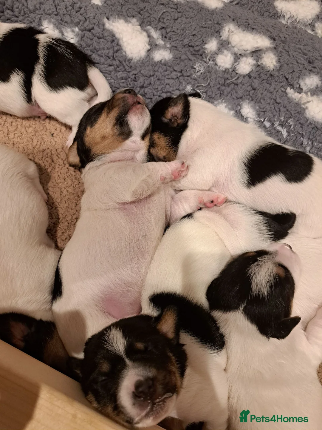 Jack Russell dogs for sale: 7 jack russell puppies for sale  in Basingstoke - Advert 2