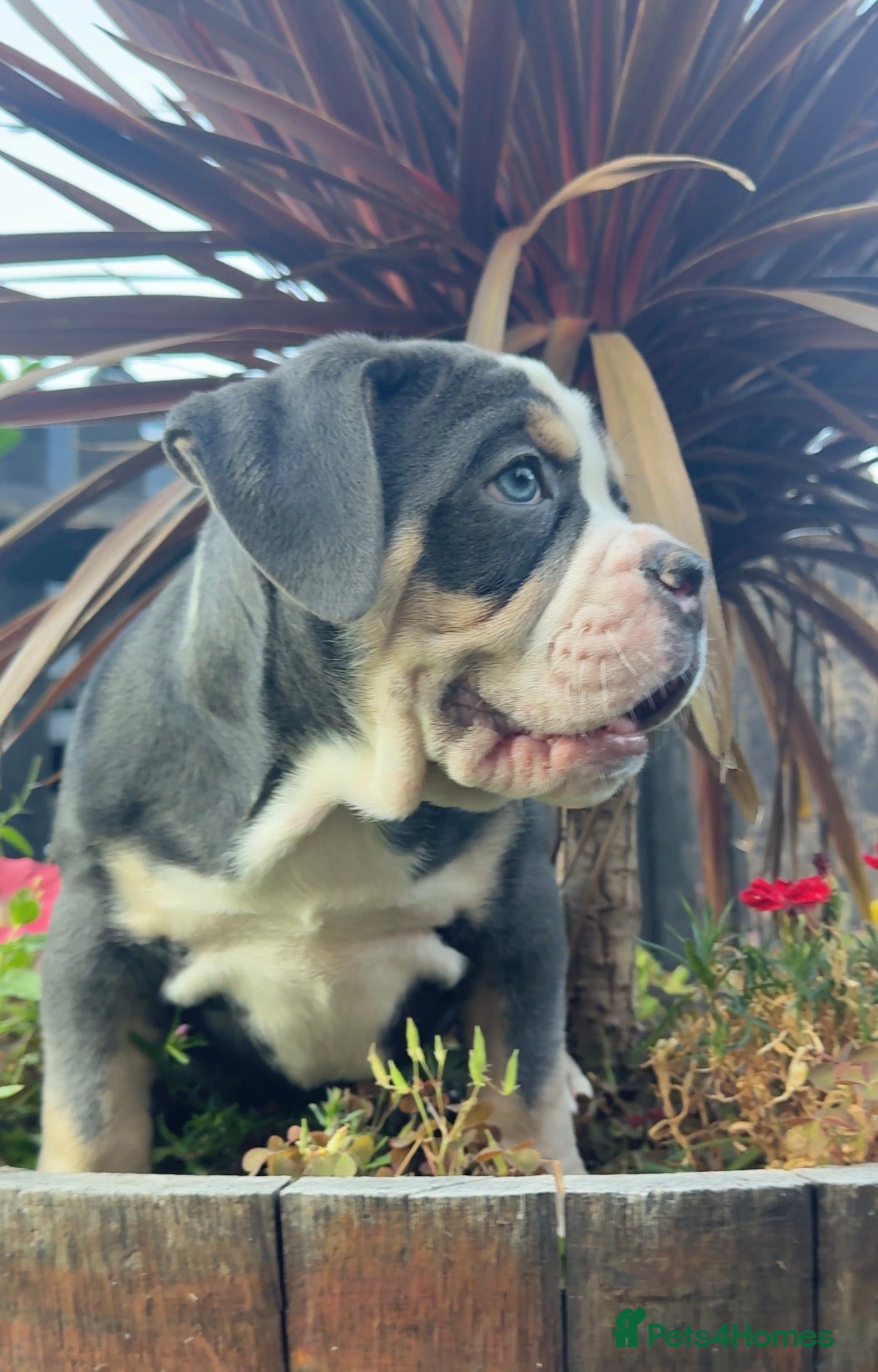 Olde English Bulldogge dogs 🔥🔥Champion bloodline Olde English Buldogs🔥🔥 - Advert 1