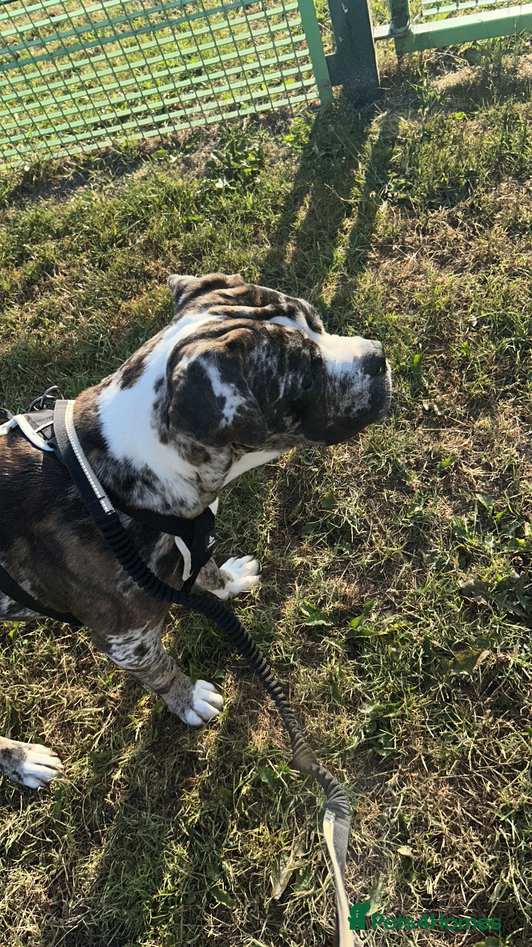 Cane Corso dogs for sale: Cane corso - Image 5