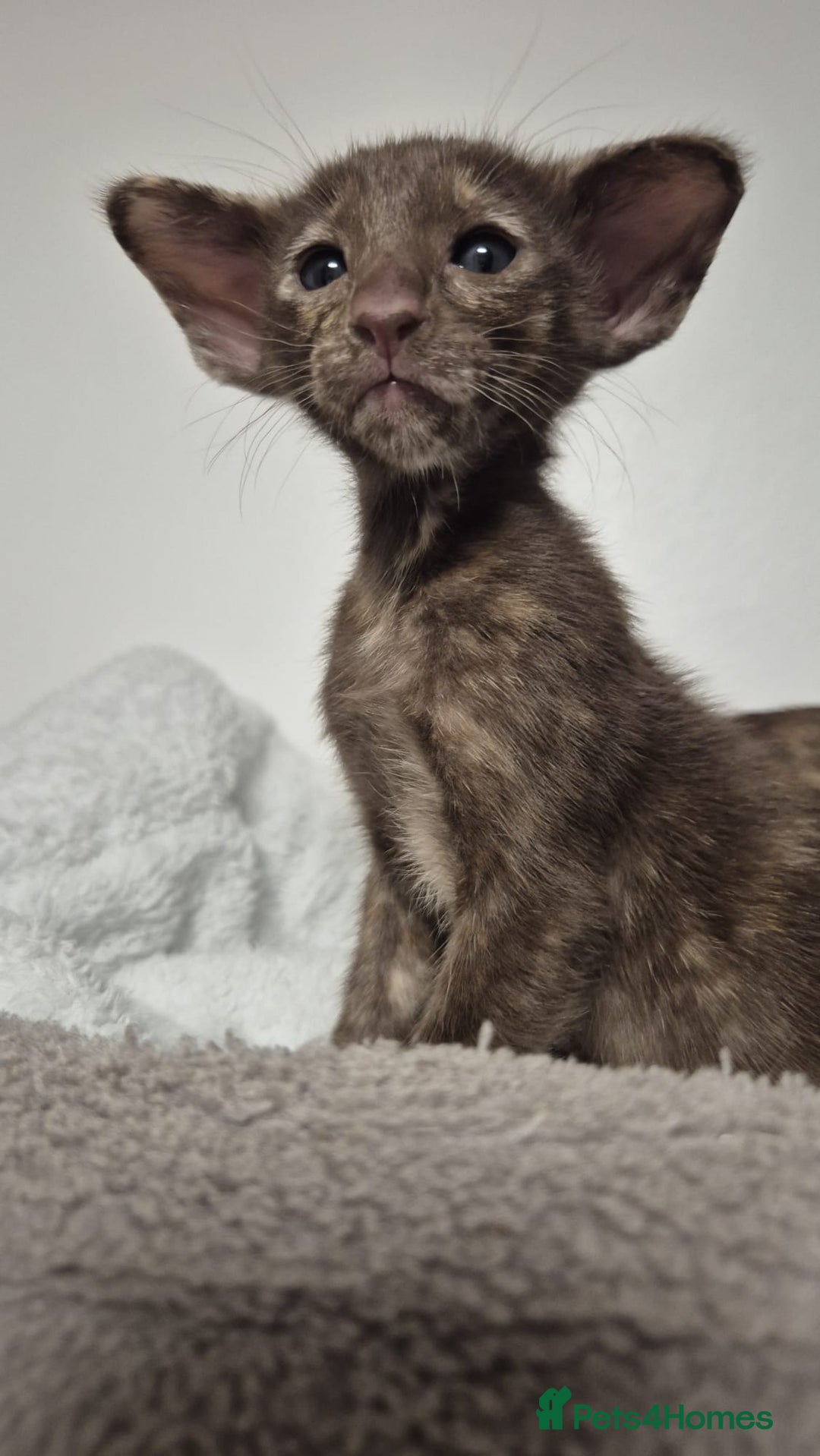 Oriental cats for sale: Oriental and Siamese kittens. - Advert 15