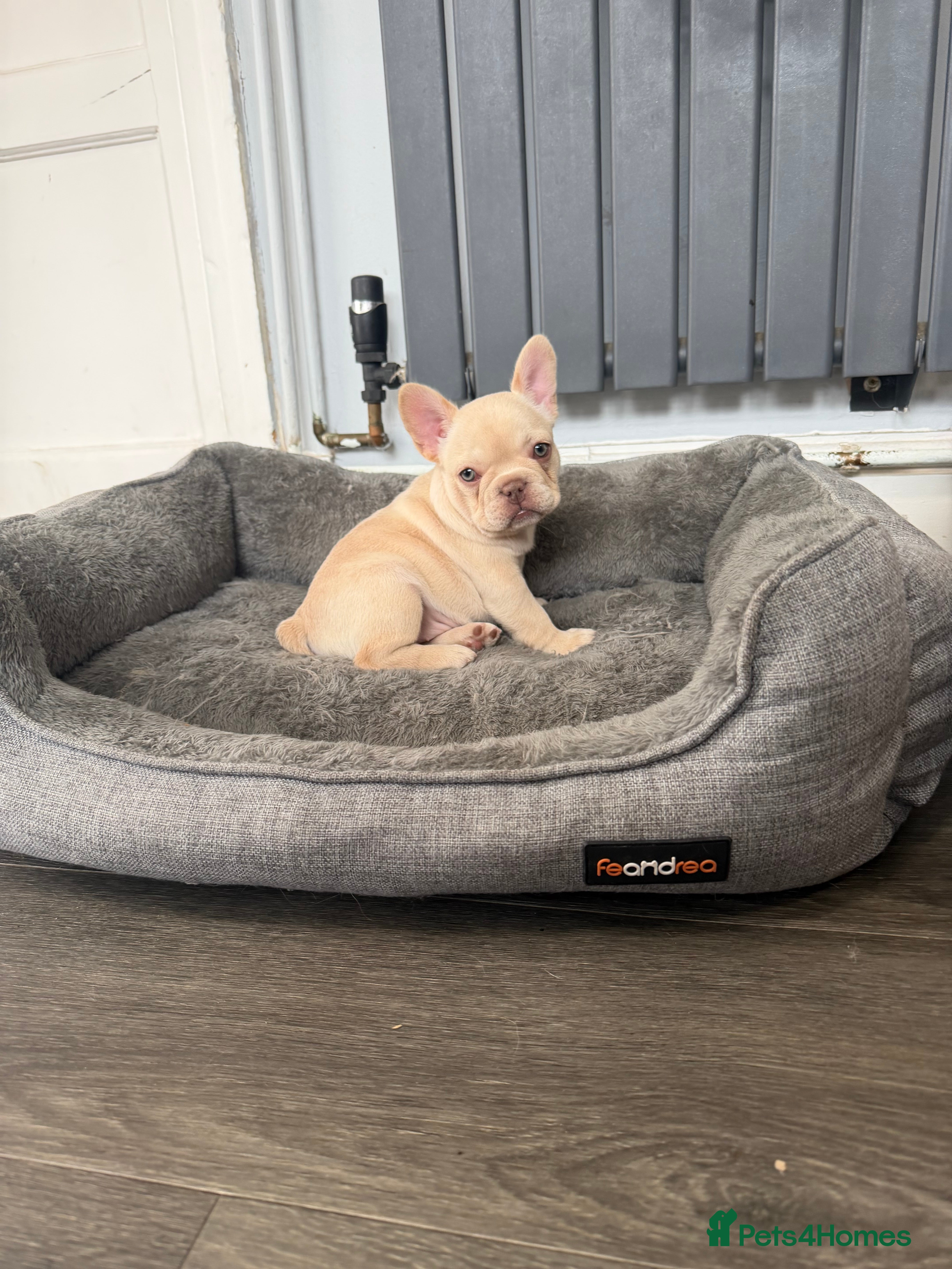 French Bulldog dogs Exotic French bulldog puppies/Health Tested Parent - Advert 2