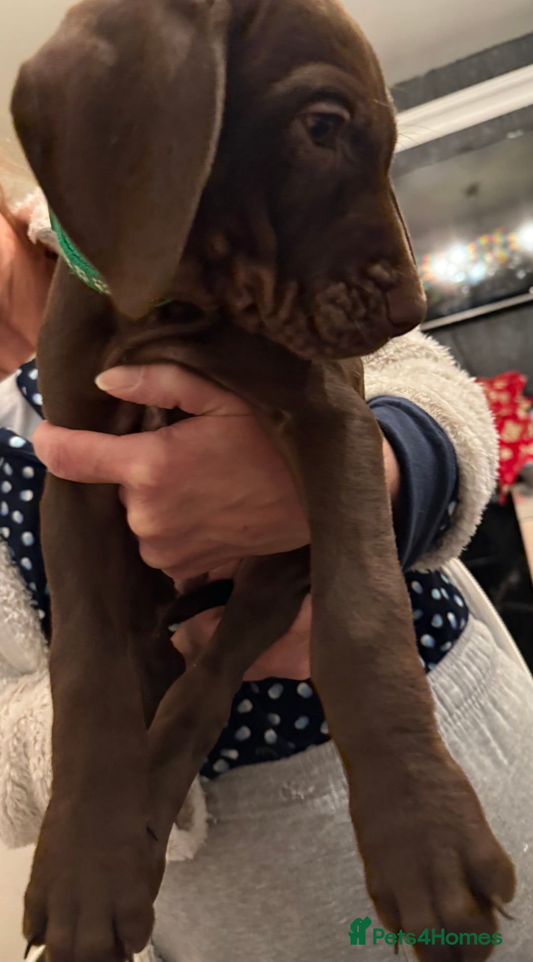 Mixed Breed dogs for sale: Well reared Quality puppies - Advert 9