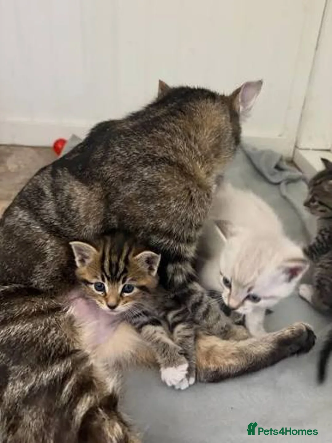 Mixed Breed cats for sale: 9 weeks female tabby cat in Rochdale - Advert 2