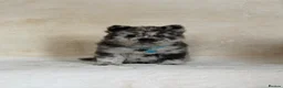 Chow Chow dogs for sale: Exotic colour pure chow chow puppies for sale  - Advert 22