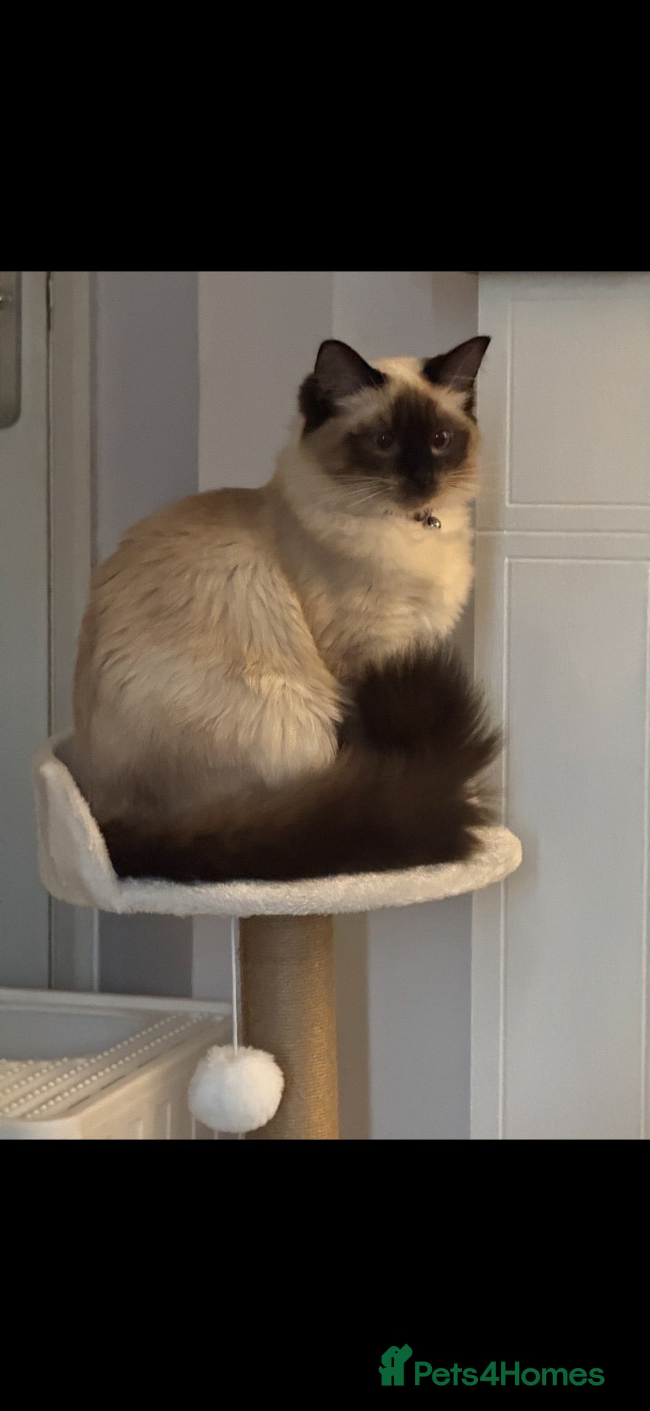 Ragdoll cats 3 Ragdoll kittens  - Advert 3