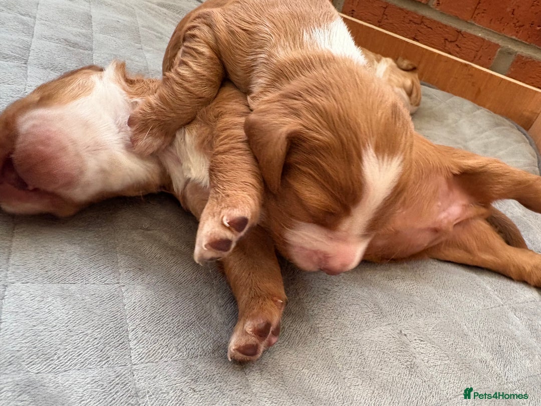 Cocker Spaniel dogs for sale: Cocker Spaniel Puppies  - Image 3