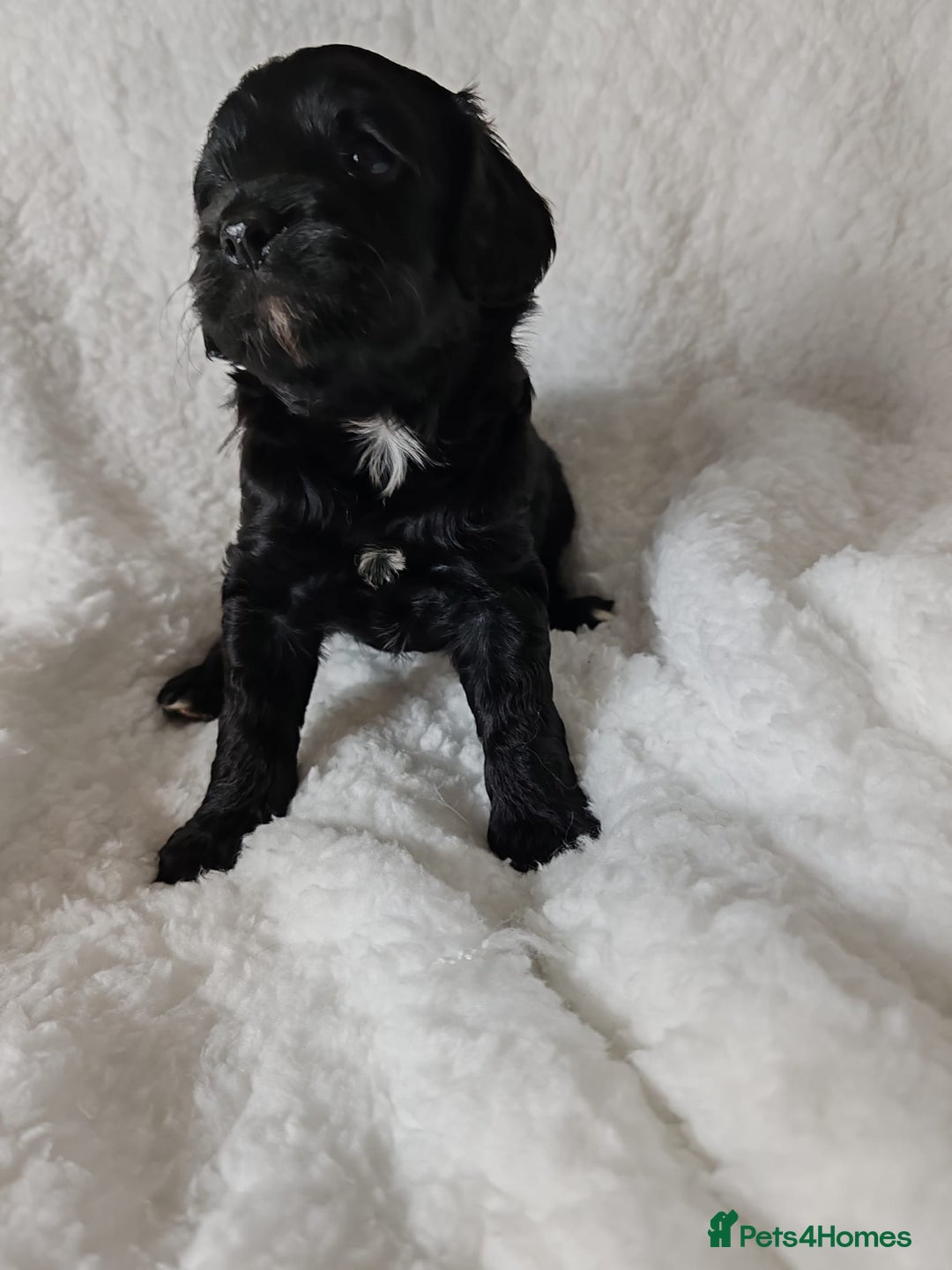 Cavapoo dogs for sale: F1 Cavapoo - Advert 10