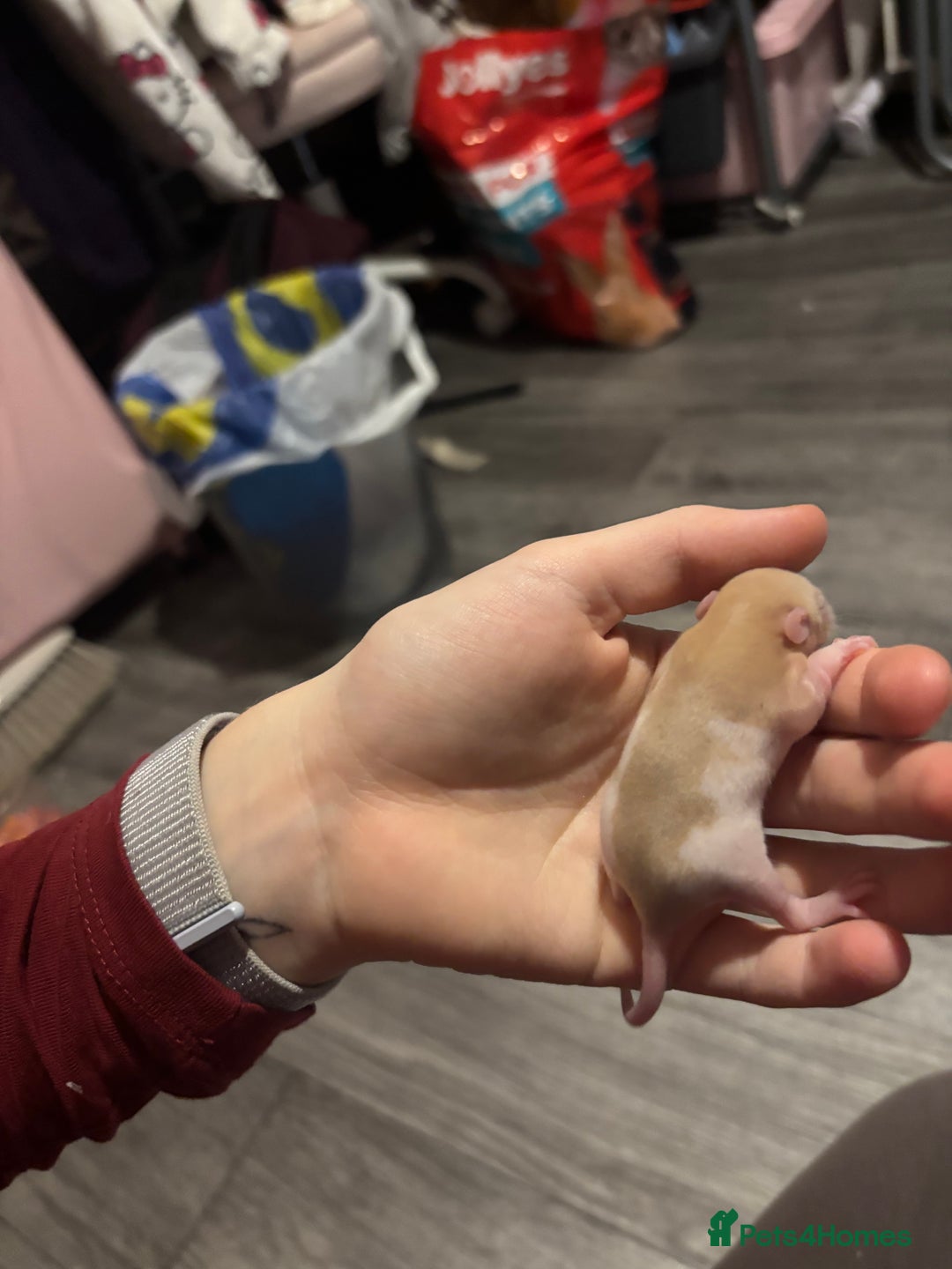 Rat rodents for sale: BABY RATS FOR SALE ( end of jan / start of feb) - Advert 11