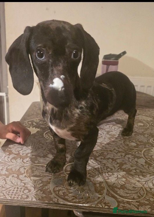 Miniature Dachshund dogs  🐾 Special Boy Seeking His Forever Home 🐾 - Advert 1